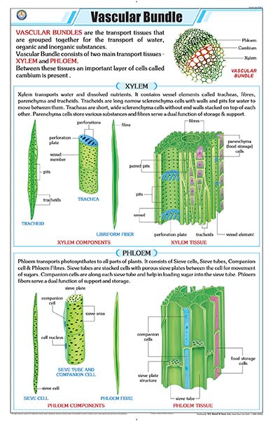 Stb47 | Teachingnest | Vascular Bundle Chart (58X90Cm) | Botany Chart | English | Wall Hanging [Wall Chart]