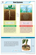 Stb15 | Teachingnest |Root Systems Chart (58X90Cm) | Botany Chart | English | Wall Hanging [Wall Chart]