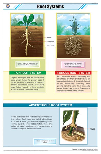 Stb15 | Teachingnest |Root Systems Chart (58X90Cm) | Botany Chart | English | Wall Hanging [Wall Chart]