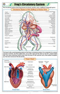 Stz42 | Teachingnest | FrogS Circulatory System Chart (58X90Cm) | Zoology Chart | English | Wall Hanging [Wall Chart]