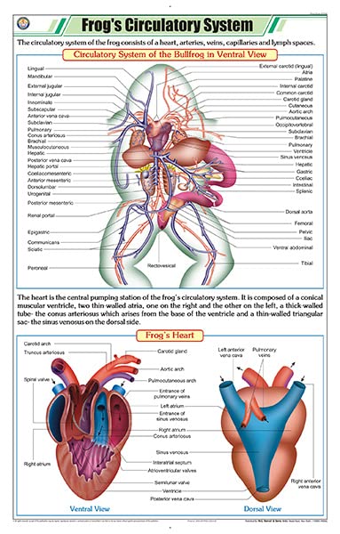 Stz42 | Teachingnest | FrogS Circulatory System Chart (58X90Cm) | Zoology Chart | English | Wall Hanging [Wall Chart]