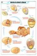 Stz28 | Teachingnest | Birth Of A BirdS Chick Chart (58X90Cm) | Zoology Chart | English | Wall Hanging [Wall Chart]