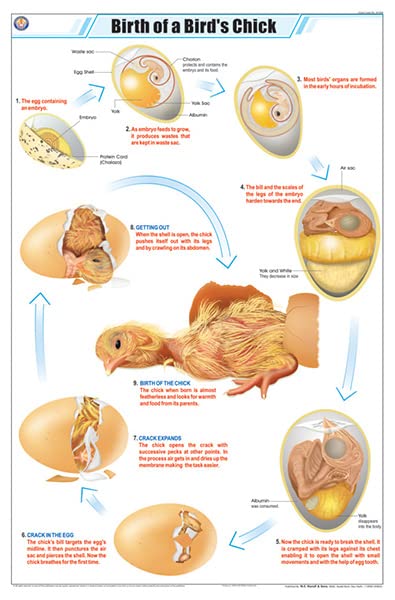 Stz28 | Teachingnest | Birth Of A BirdS Chick Chart (58X90Cm) | Zoology Chart | English | Wall Hanging [Wall Chart]