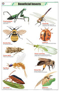 Stz25 | Teachingnest Beneficial Insects Chart (58X90Cm) | English | Zoology Charts [Wall Chart]