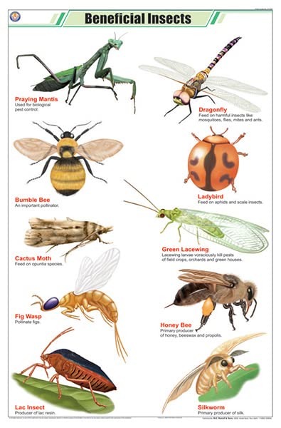 Stz25 | Teachingnest Beneficial Insects Chart (58X90Cm) | English | Zoology Charts [Wall Chart]