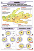 Stz10 | Teachingnest | Amoeba Chart (58X90Cm) | Zoology Chart | English | Wall Hanging [Wall Chart]
