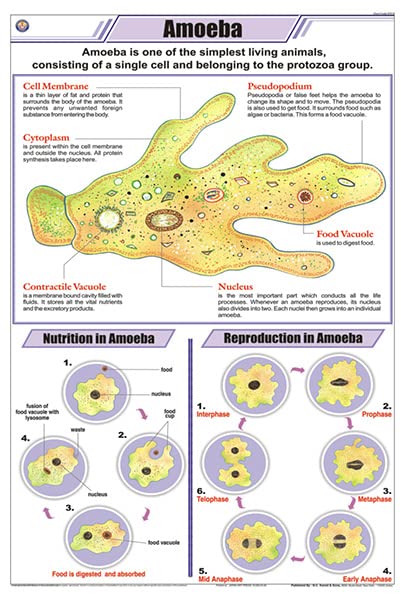 Stz10 | Teachingnest | Amoeba Chart (58X90Cm) | Zoology Chart | English | Wall Hanging [Wall Chart]