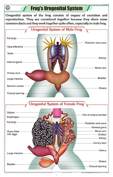 Stz41 | Teachingnest | FrogS Urogenital System Chart (58X90Cm) | Zoology Chart | English | Wall Hanging [Wall Chart]