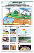 Stg20 | Teachingnest Carbon Cycle Chart (58X90Cm) | English | General Science Charts [Wall Chart] Teachingnest