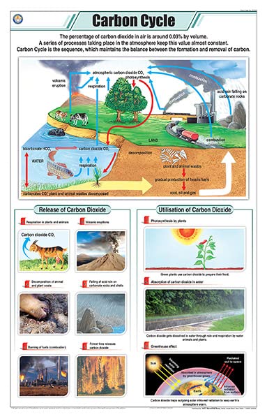 Stg20 | Teachingnest Carbon Cycle Chart (58X90Cm) | English | General Science Charts [Wall Chart] Teachingnest