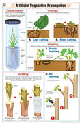 Stb28 | Teachingnest | Artificial Vegetative Propagation Chart (58X90Cm) | Botany Chart | English | Wall Hanging [Wall Chart]