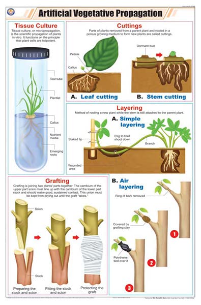 Stb28 | Teachingnest | Artificial Vegetative Propagation Chart (58X90Cm) | Botany Chart | English | Wall Hanging [Wall Chart]