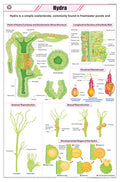Stz13 | Teachingnest | Hydra Chart (58X90Cm) | Zoology Chart | English | Wall Hanging [Wall Chart]