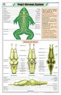 Stz43 | Teachingnest | FrogS Nervous System Chart (58X90Cm) | Zoology Chart | English | Wall Hanging [Wall Chart]