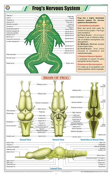 Stz43 | Teachingnest | FrogS Nervous System Chart (58X90Cm) | Zoology Chart | English | Wall Hanging [Wall Chart]
