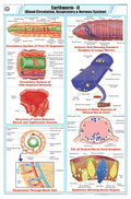 Stz30 | Teachingnest | Earthworm Ii Chart (58X90Cm) | Zoology Chart | English | Wall Hanging [Wall Chart]