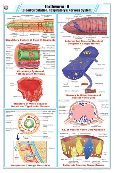 Stz30 | Teachingnest | Earthworm Ii Chart (58X90Cm) | Zoology Chart | English | Wall Hanging [Wall Chart]