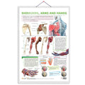 SHOULDER, ARMS AND HANDS CHARTS | Getting to Know Your Upper Limbs: Shoulder, Arms, and Hands Illustrated