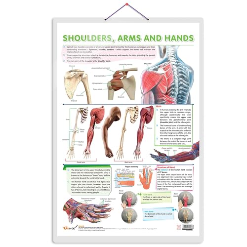 SHOULDER, ARMS AND HANDS CHARTS | Getting to Know Your Upper Limbs: Shoulder, Arms, and Hands Illustrated