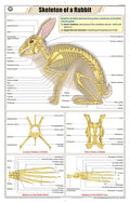 Stz47 | Teachingnest | Skeleton Of Rabbit Chart (58X90Cm) | Zoology Chart | English | Wall Hanging [Wall Chart]