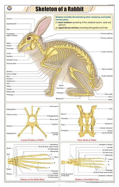 Stz47 | Teachingnest | Skeleton Of Rabbit Chart (58X90Cm) | Zoology Chart | English | Wall Hanging [Wall Chart]