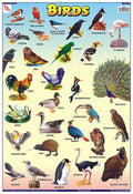 TCC03 | TEACHINGNEST Birds Chart | Laminated 33x48 cm (13x19 inch) | Wall Sticking [Wall Chart] teachingnest