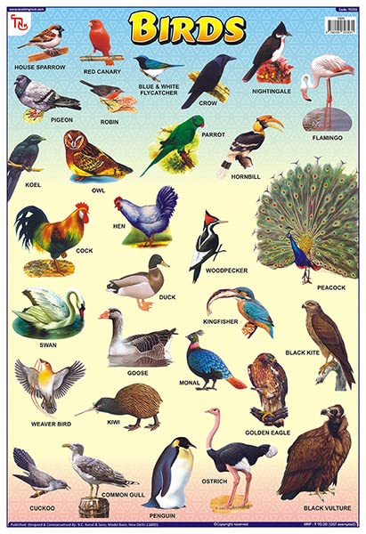 TCC03 | TEACHINGNEST Birds Chart | Laminated 33x48 cm (13x19 inch) | Wall Sticking [Wall Chart] teachingnest