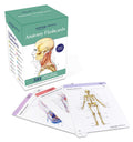 Anatomy Flashcards: 300 Flashcards with Anatomically Precise Drawings and Exhaustive Descriptions + 10 Customizable Bonus Cards 