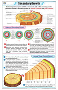 Stb48 | Teachingnest | Secondary Growth Chart (58X90Cm) | Botany Chart | English | Wall Hanging [Wall Chart]
