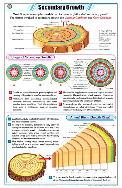 Stb48 | Teachingnest | Secondary Growth Chart (58X90Cm) | Botany Chart | English | Wall Hanging [Wall Chart]