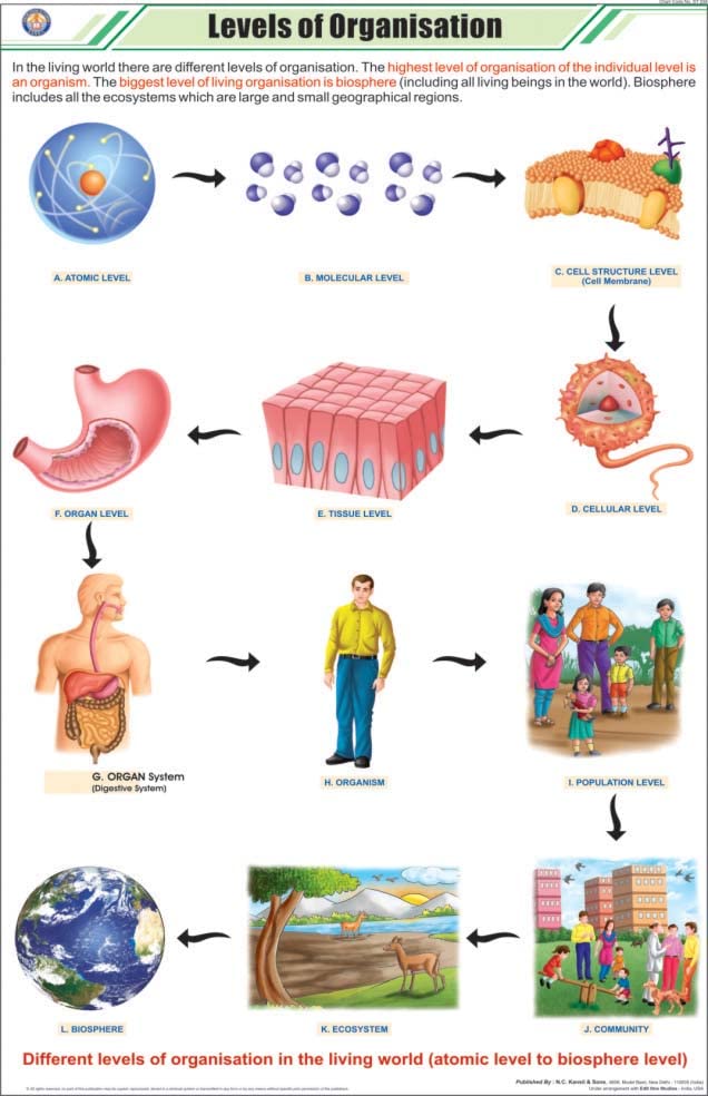 Stg04 | Teachingnest | Levels Of Organization Chart (58X90 Cm) | English | General Science Charts | With Rollers [Wall Chart]