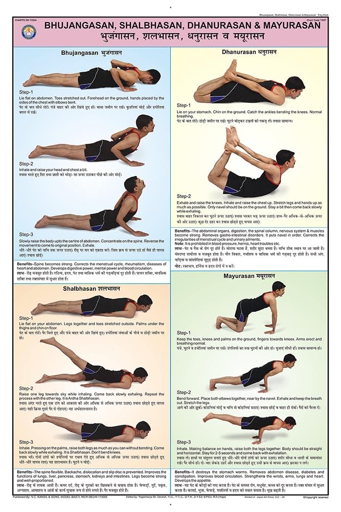 Yo07 | Teachingnest | Bhujangasan, Shalbhasan, Dhanurasan And Mayurasan Yoga (50X75Cm) | Yoga Chart | With Rollers | English [Wa