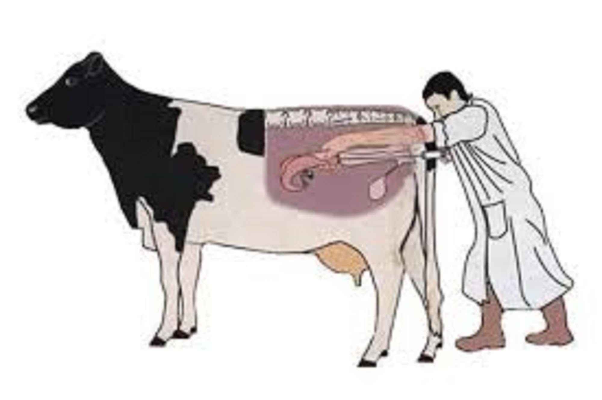 Kratrim Grabhadhan (Artificial Insemination)