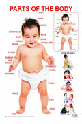 Parts Of The Body Educational Wall Chart For Kids  DoubleSided Hard Laminated Poster With Colourful Illustrations Of Human Bod