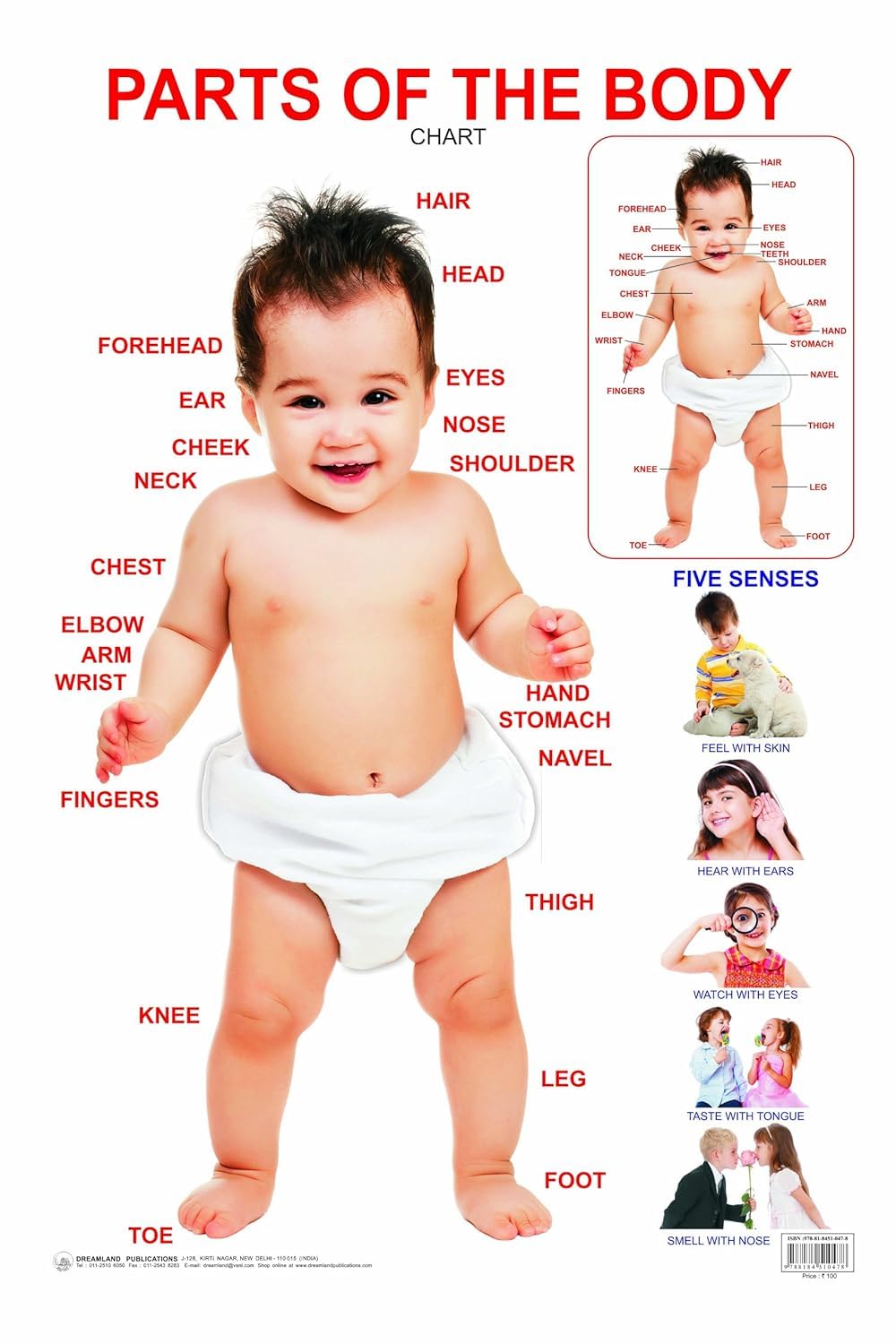 Parts Of The Body Educational Wall Chart For Kids  DoubleSided Hard Laminated Poster With Colourful Illustrations Of Human Bod