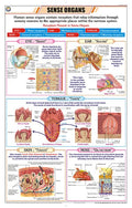 Stz36 | Teachingnest | Sense Organs Chart (58X90Cm) | Zoology Chart | English | Wall Hanging [Wall Chart]