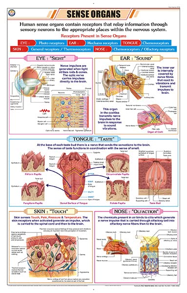 Stz36 | Teachingnest | Sense Organs Chart (58X90Cm) | Zoology Chart | English | Wall Hanging [Wall Chart]