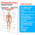 All in one Human Anatomy Chart : simple study anatomy chart, educational human body chart, 16 in one spiral chart, organs syste