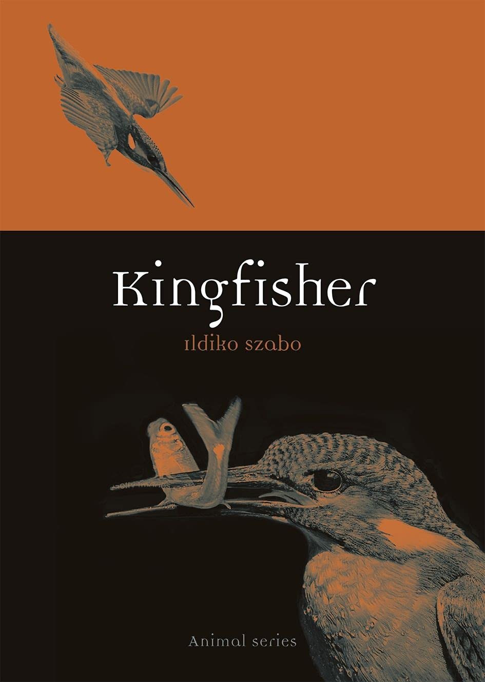 Kingfisher (Animal)