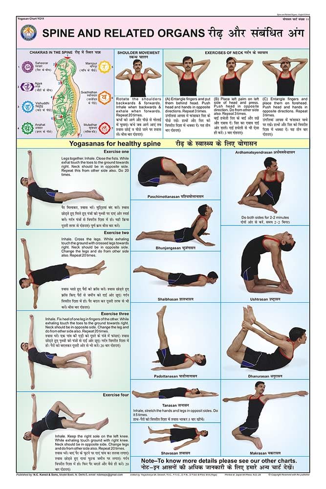 Yo11 | Teachingnest | Spine And Related Organs Yoga Chart (50X75Cm) | Yoga Chart | With Rollers | English [Wall Chart]