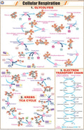 Stg06 | Teachingnest | Cellular Respiration Chart (58X90 Cm) | English | General Science Charts | With Rollers [Wall Chart] Gene
