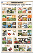 Stg08 | Teachingnest Economic Plants Chart (58X90Cm) | English | General Science Charts [Wall Chart] Teachingnest [Wall Chart]