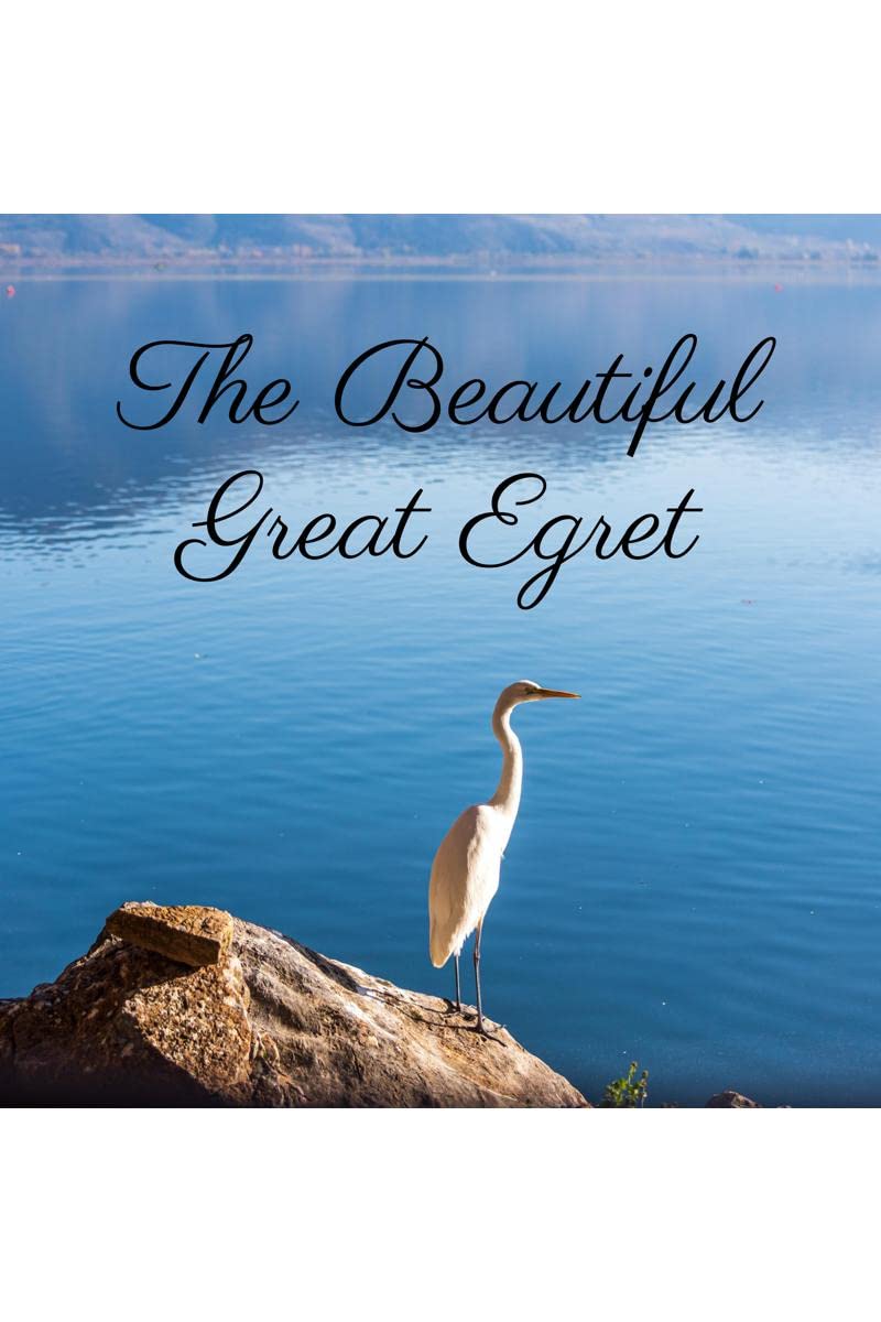 The Beautiful Great Egret : An Elegant Bird