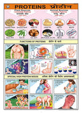 Fn02 | Teachingnest | Proteins Chart (70X100Cm) | Food And Nutrition Chart | Wall Sticking | English  Hindi Combined [Wall Char