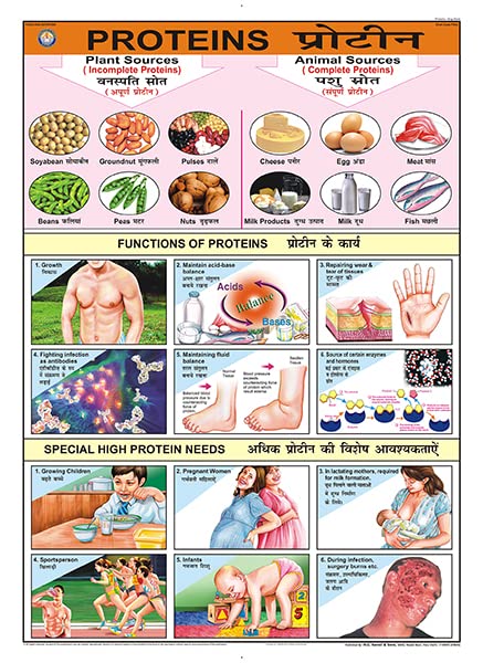 Fn02 | Teachingnest | Proteins Chart (70X100Cm) | Food And Nutrition Chart | Wall Sticking | English  Hindi Combined [Wall Char