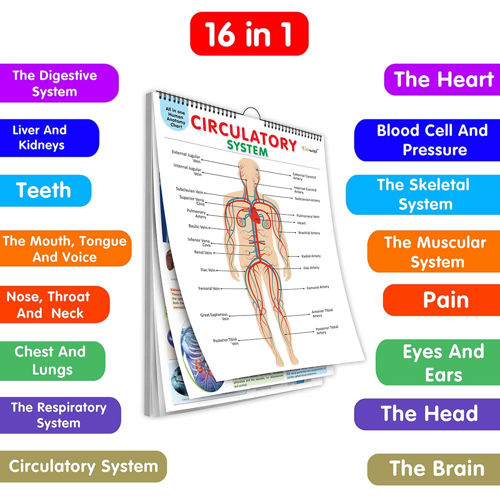 All in one Human Anatomy Chart : 16 in one spiral chart, detailed human body chart, respiratory system chart, muscles, bones ch