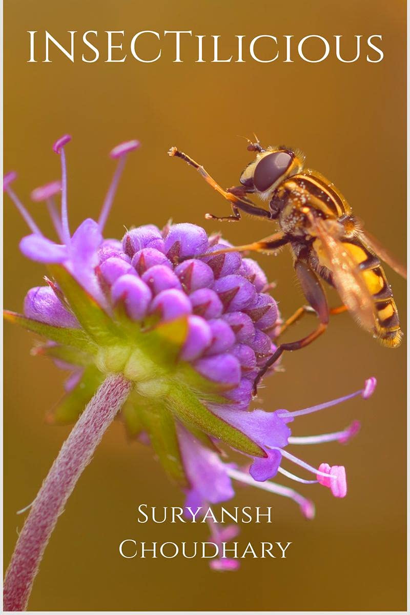 INSECTilicious