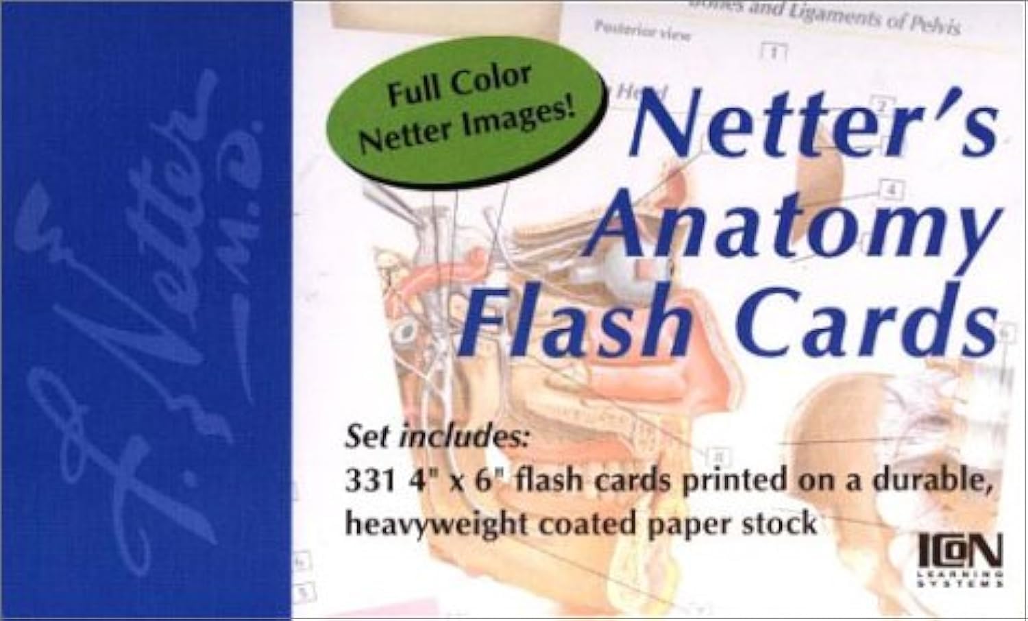 Netters Anatomy Flash Cards