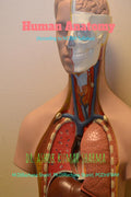 Modern Human Anatomy for Ayurveda : modern human anatomy