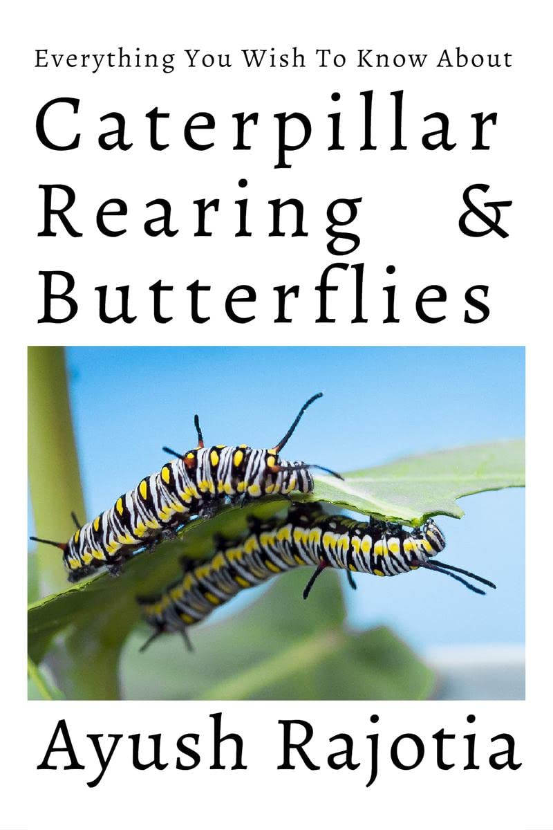Caterpillar Rearing & Butterflies: Everything You Wish To Know About